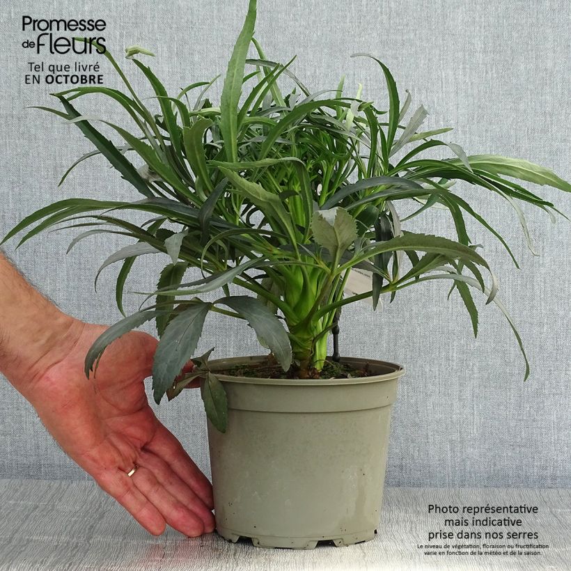 Exemplar von Helleborus foetidus Sopron - Stinkende Nieswurz Topf mit 2L/3L wie im Herbst geliefert