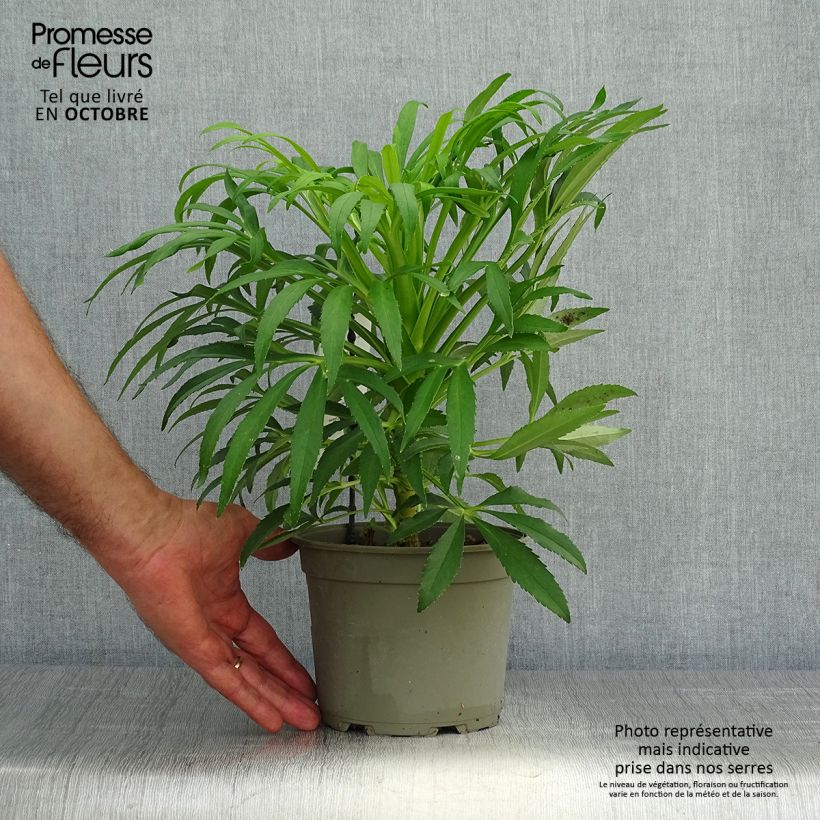 Exemplar von Helleborus foetidus Yellow - Stinkende Nieswurz Topf mit 1,5L/2L wie im Herbst geliefert