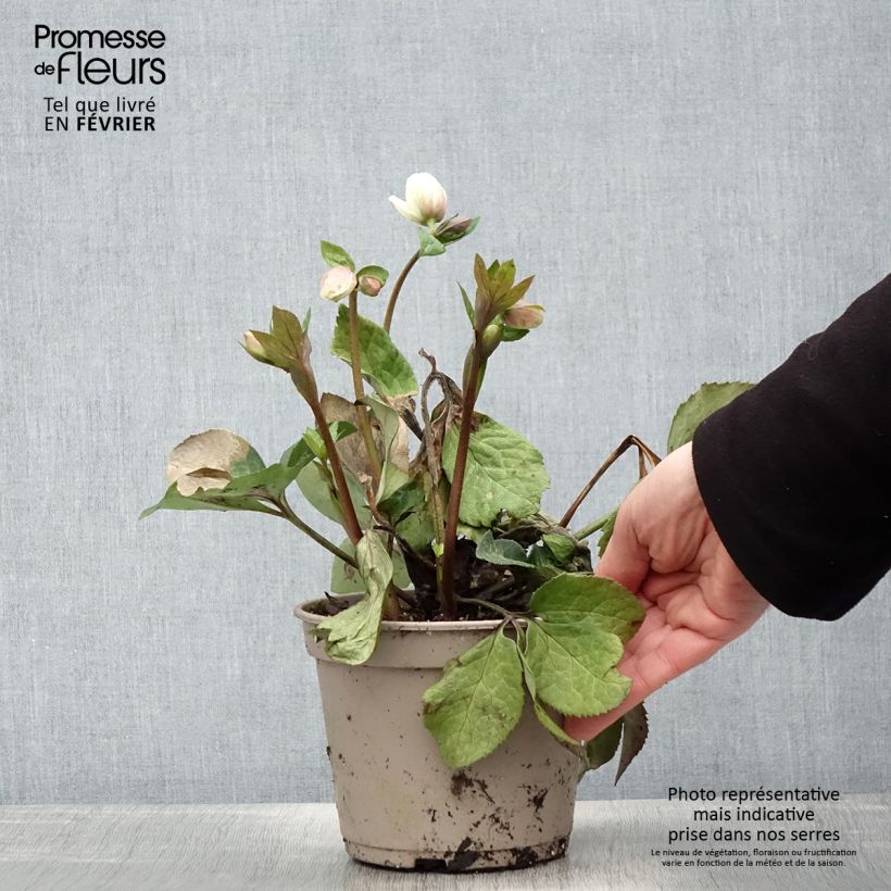 Exemplar von Helleborus orientalis HGC Ice N' Roses Marbled Mia Marble Topf mit 2L/3L wie im Winter geliefert