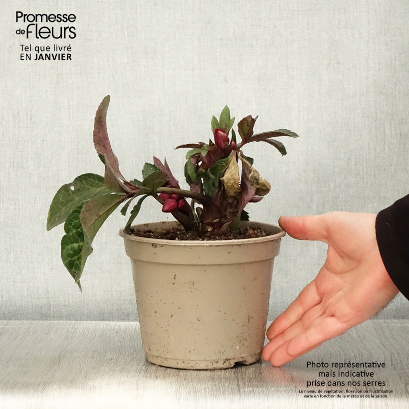 Exemplar von Helleborus orientalis HGC Ice N' Roses Marbled Mona Marble Topf mit 2L/3L wie im Winter geliefert
