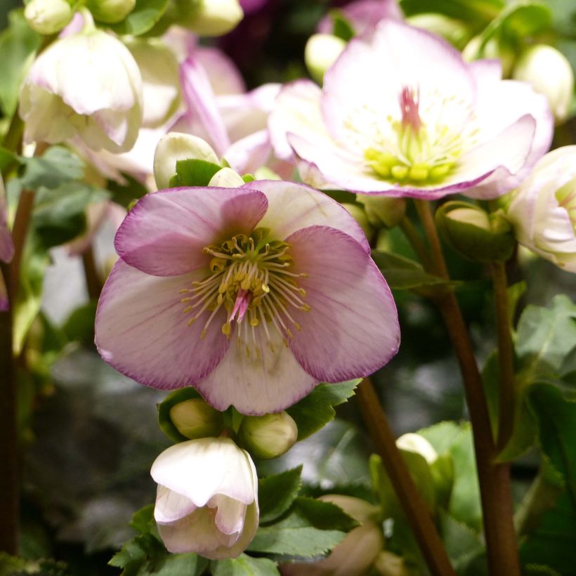 Helleborus orientalis HGC Ice N' Roses Picotee (Blüte)