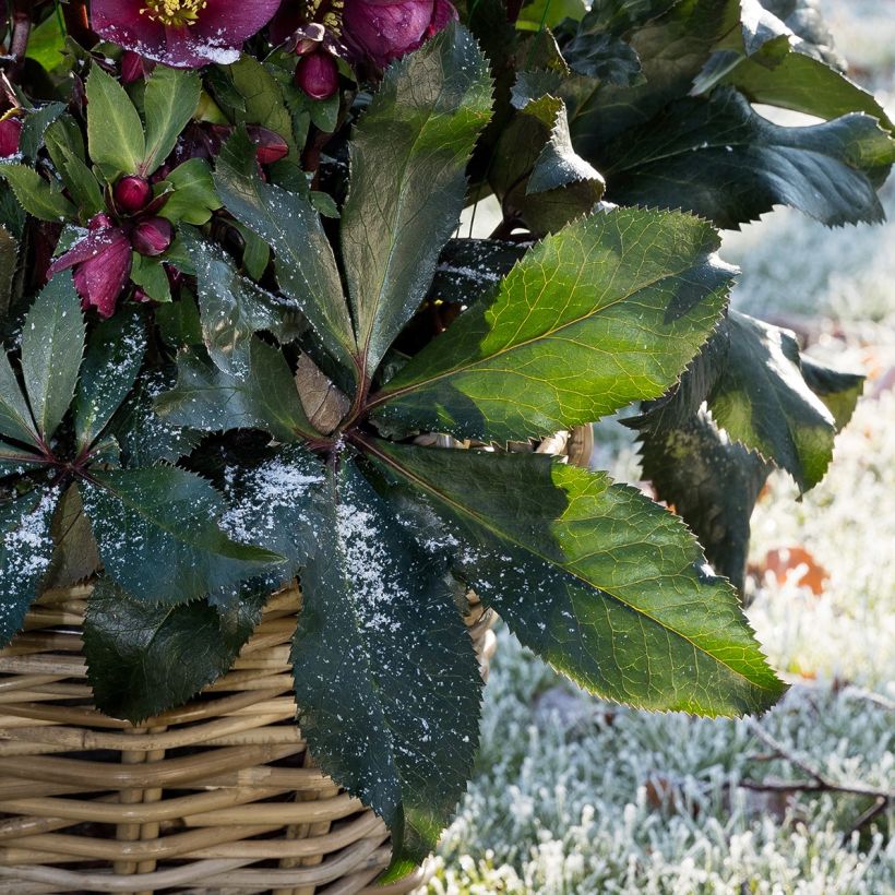 Helleborus orientalis HGC Ice N' Roses Red (Laub)