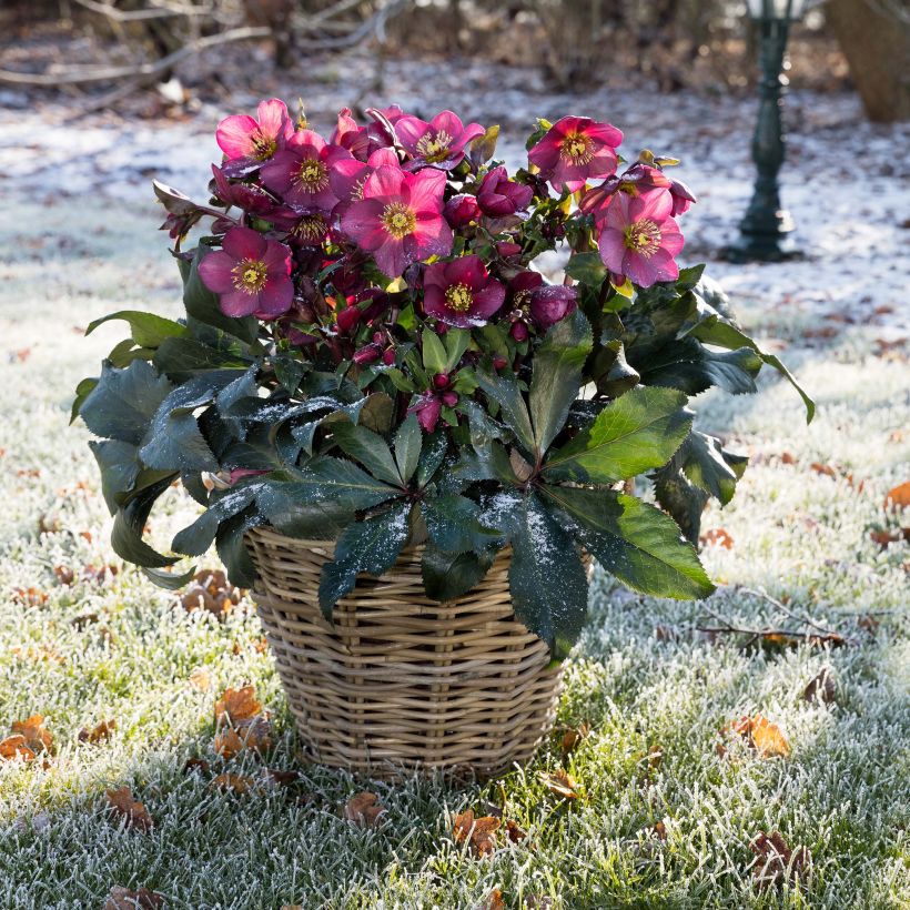 Helleborus orientalis HGC Ice N' Roses Red (Hafen)