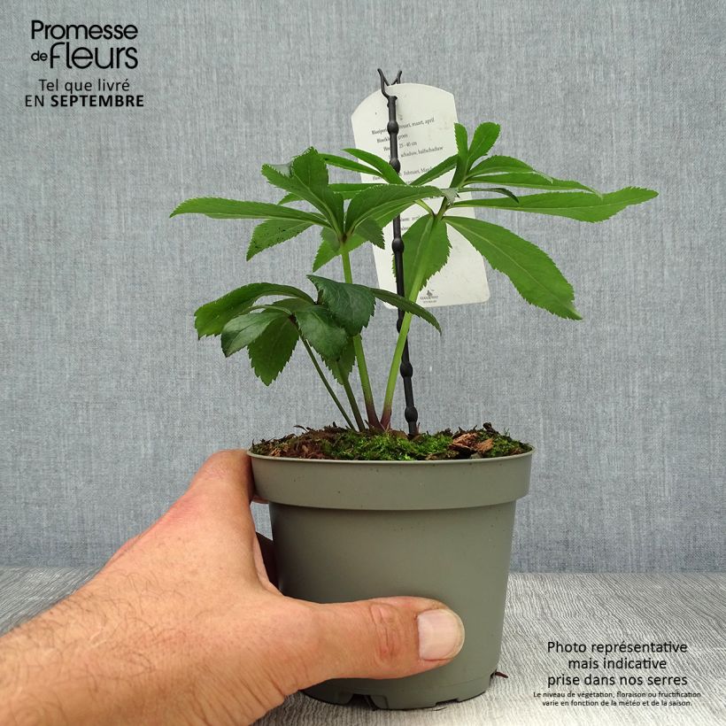 Exemplar von Helleborus multifidus ssp. bocconei Topf mit 1L/1,5L wie im Herbst geliefert