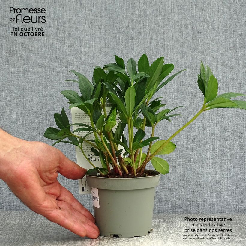 Exemplar von Helleborus niger Double Fashion - Schwarze Nieswurz Topf mit 1L/1,5L wie im Herbst geliefert