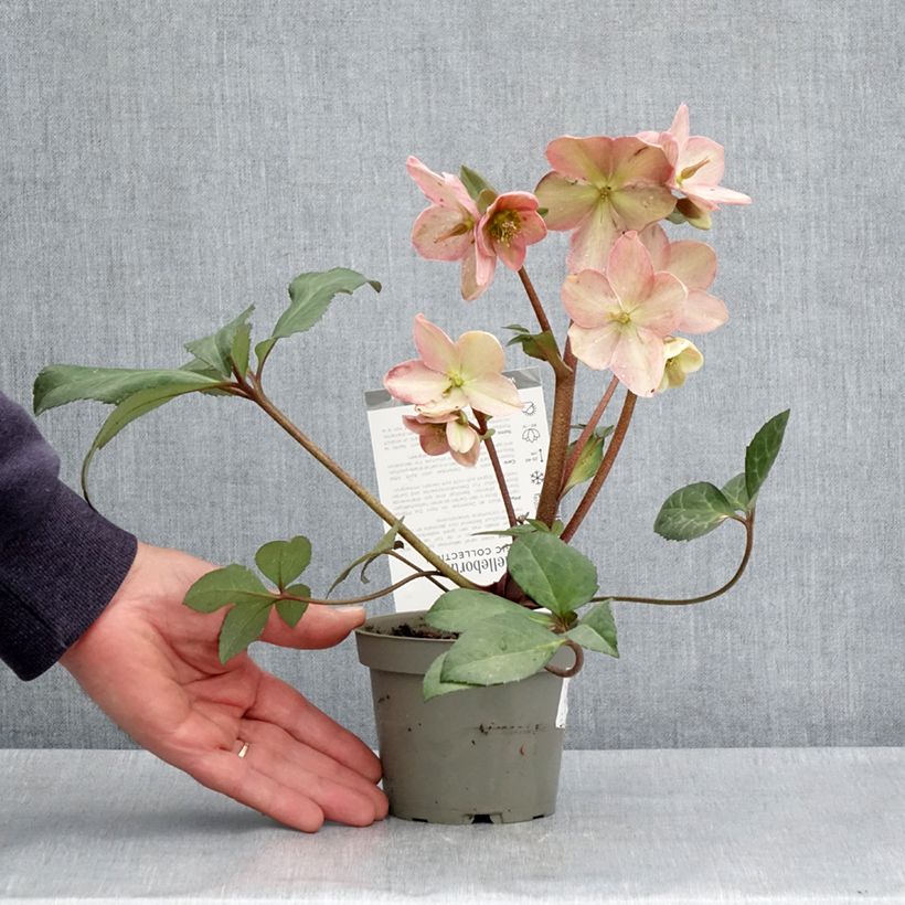 Exemplar von Helleborus nigercors Candy Love Topf 12 cm / 13 cm wie im Frühjahr geliefert