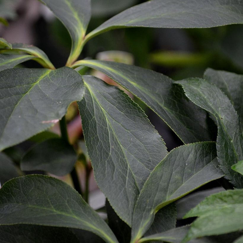 Helleborus orientalis Black (Laub)