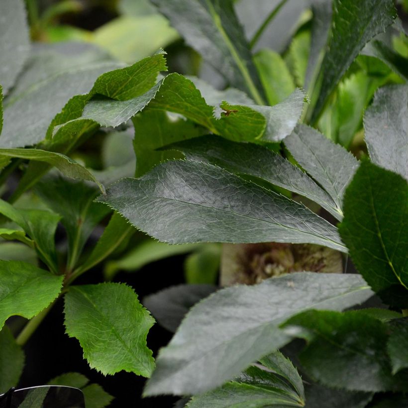 Helleborus orientalis Double Picotee (Laub)