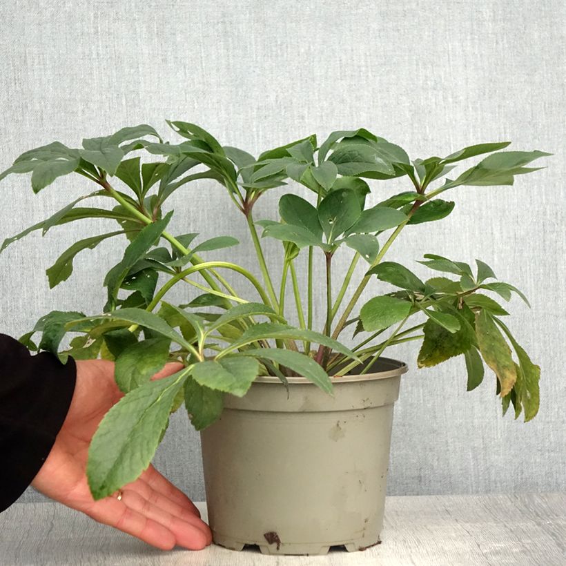 Exemplar von Helleborus orientalis Double Red Topf mit 2L/3L wie im Frühjahr geliefert