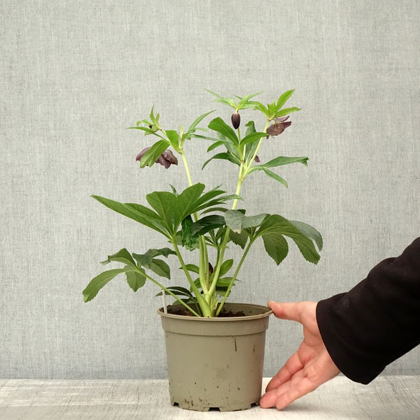 Exemplar von Helleborus orientalis Black Topf mit 1,5L/2L wie im Herbst geliefert