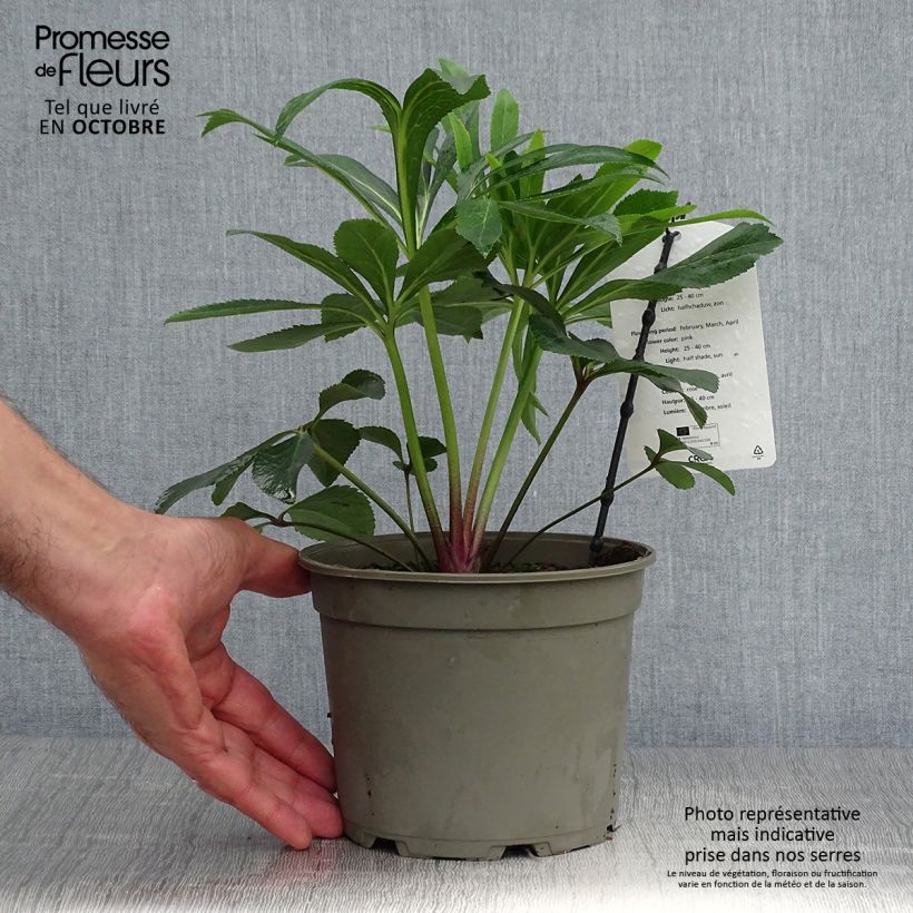 Exemplar von Helleborus orientalis Pink Topf mit 2L/3L wie im Herbst geliefert