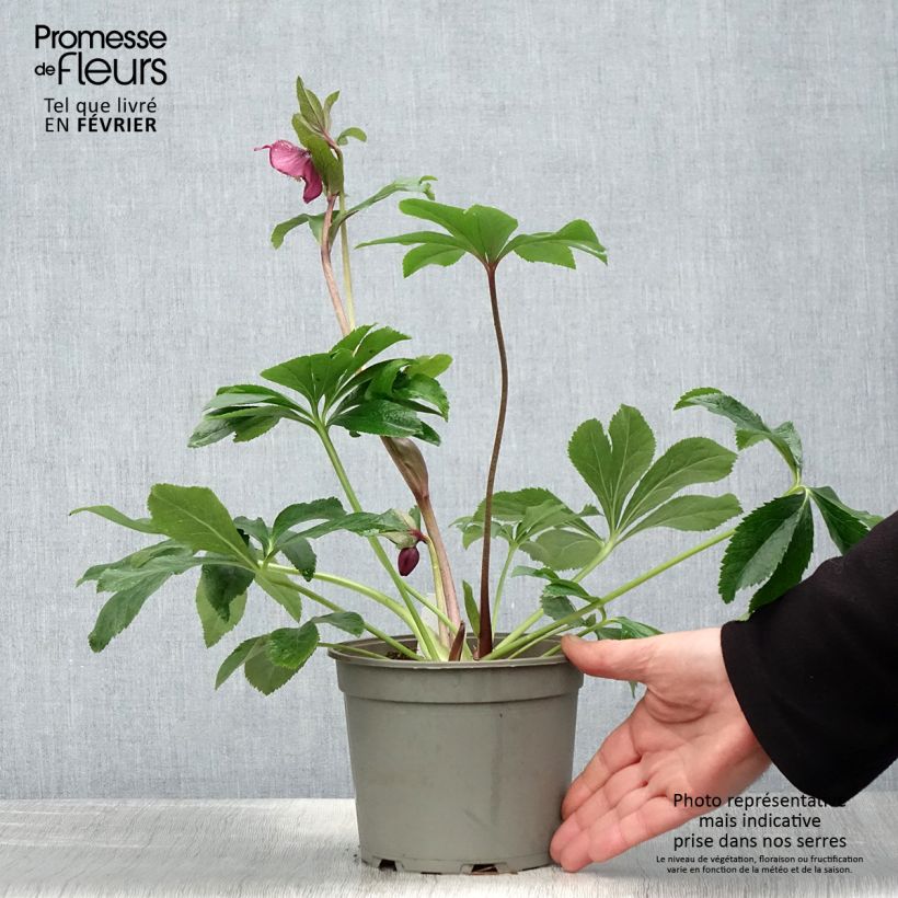Exemplar von Helleborus orientalis Red Topf mit 2L/3L wie im Winter geliefert