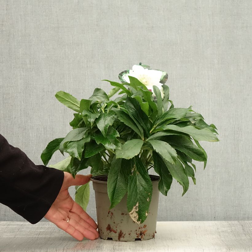 Exemplar von Helleborus orientalis ViV Amalia Topf mit 2L/3L wie im Herbst geliefert