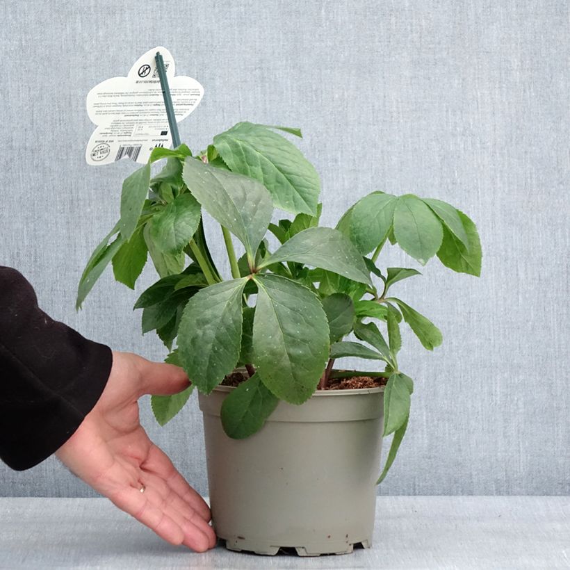Exemplar von Helleborus orientalis ViV Cinzia Topf mit 2L/3L wie im Winter geliefert
