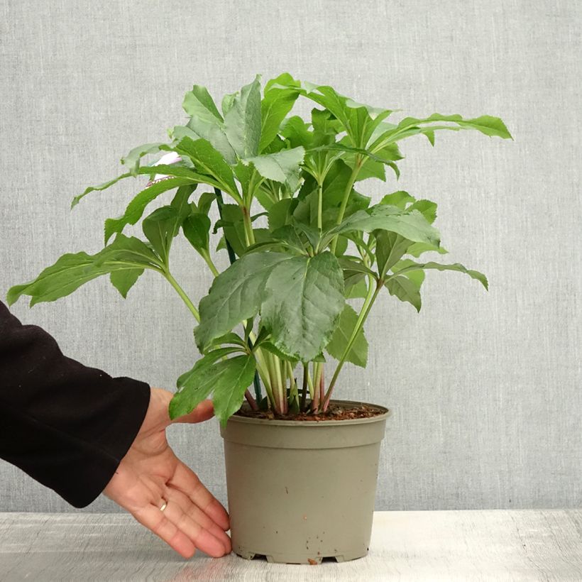 Exemplar von Helleborus orientalis ViV Rosa Topf mit 2L/3L wie im Herbst geliefert