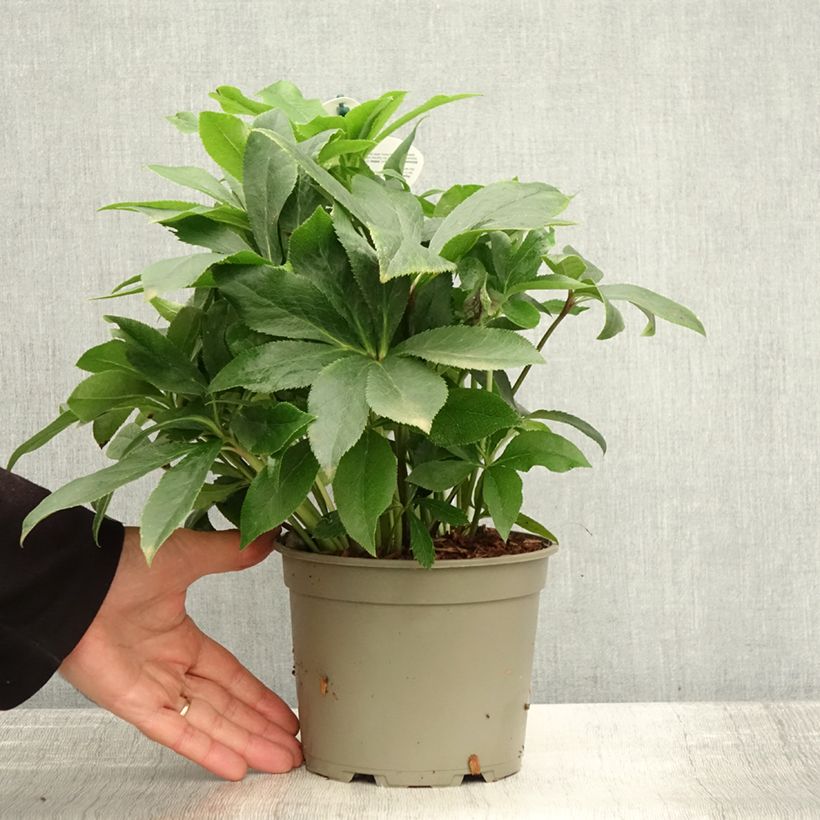 Exemplar von Helleborus orientalis ViV Teresa Topf mit 2L/3L wie im Herbst geliefert