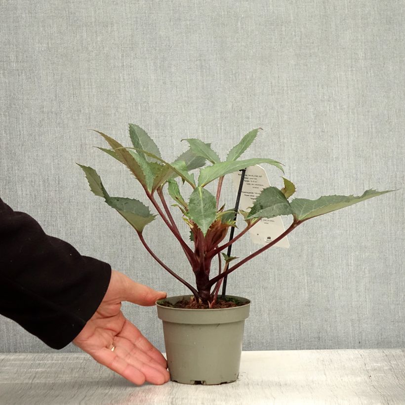 Exemplar von Helleborus sternii Boughton Beauty - Nieswurz-Hybride Topf mit 1L/1,5L wie im Herbst geliefert