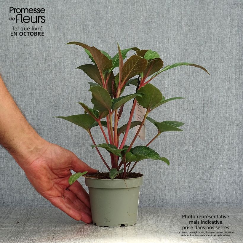 Exemplar von Helleborus sternii Flame - Nieswurz-Hybride Topf 12 cm / 13 cm wie im Herbst geliefert