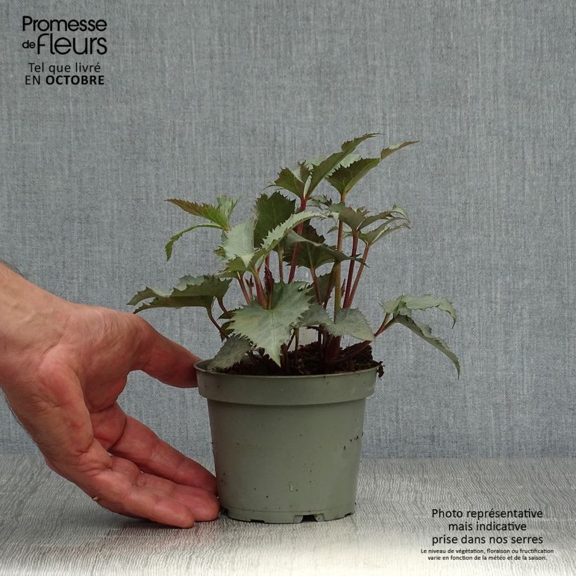 Exemplar von Helleborus sternii Grey Star - Nieswurz-Hybride Topf mit 1L/1,5L wie im Herbst geliefert