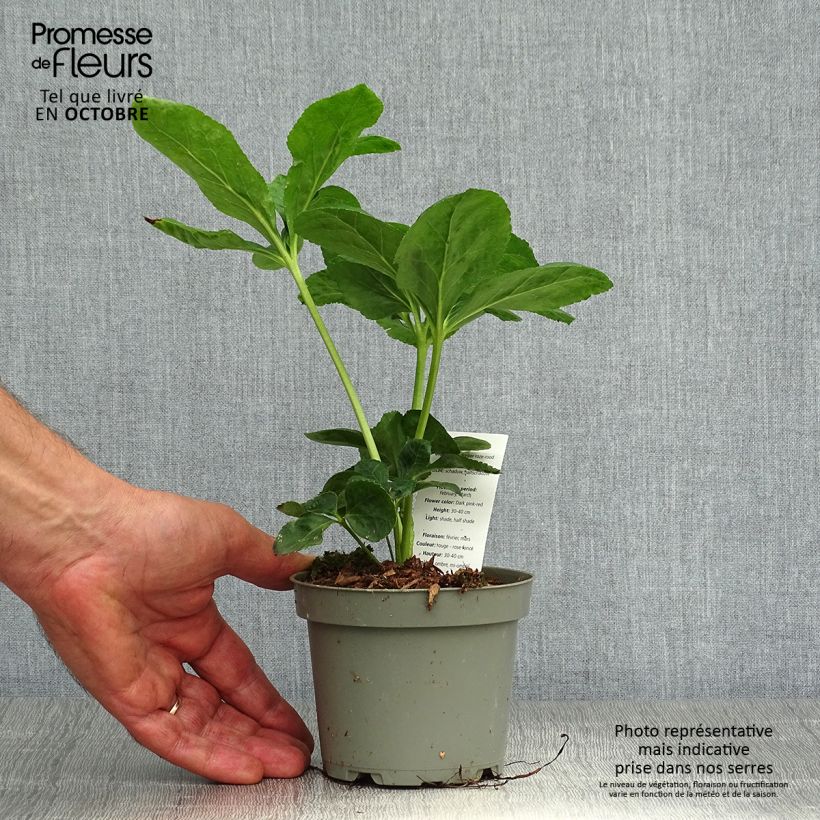 Exemplar von Helleborus orientalis subsp. abchasicus Topf 12 cm / 13 cm wie im Herbst geliefert