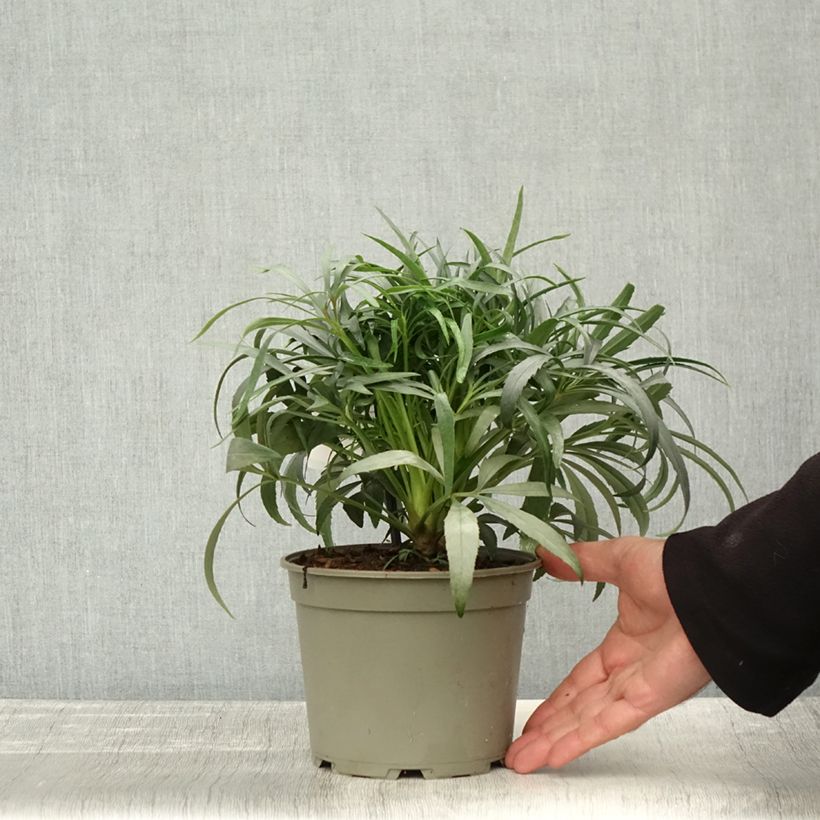 Exemplar von Helleborus foetidus Sopron - Stinkende Nieswurz Topf mit 1L/1,5L wie im Herbst geliefert