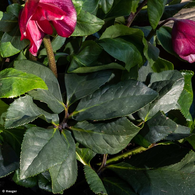 Helleborus lemperii HGC Leona (Laub)