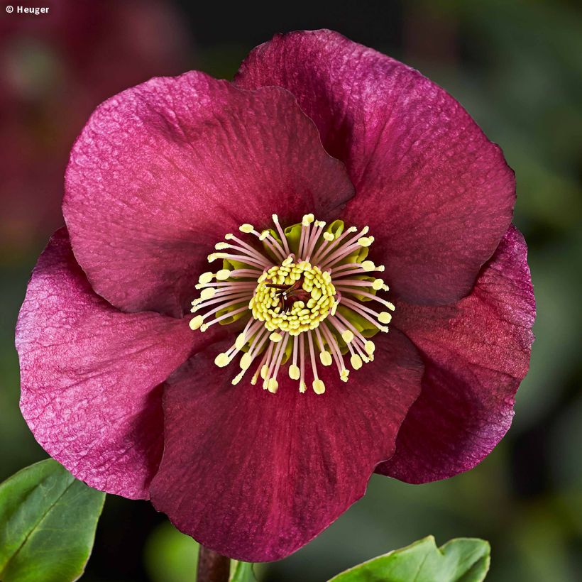 Helleborus lemperii HGC Leona (Blüte)