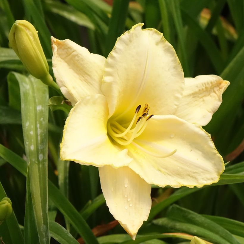 Hemerocallis Arctic Snow - Taglilie (Blüte)