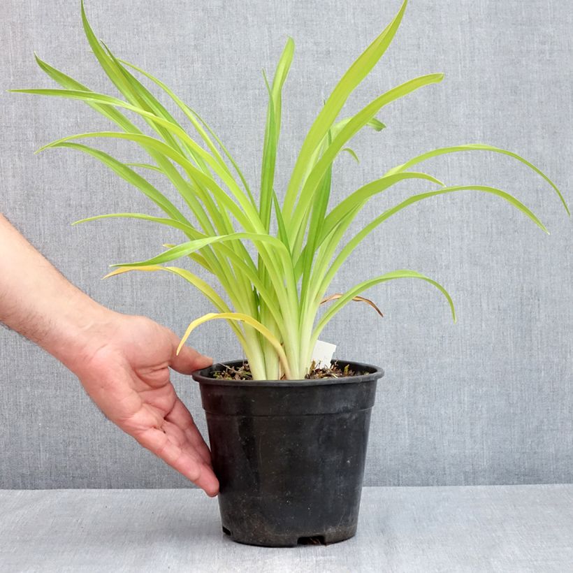Exemplar von Hemerocallis Bakabana - Taglilie Topf mit 2L/3L wie im Frühjahr geliefert