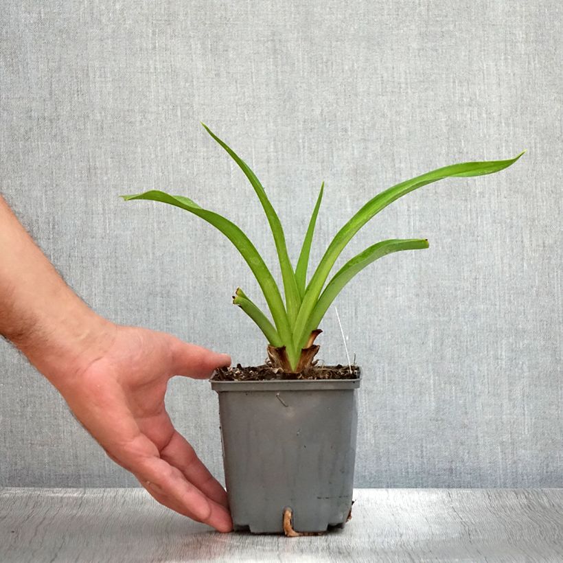 Exemplar von Hemerocallis Baracuda Bay - Taglilie Topf mit 1L/1,5L wie im Sommer geliefert