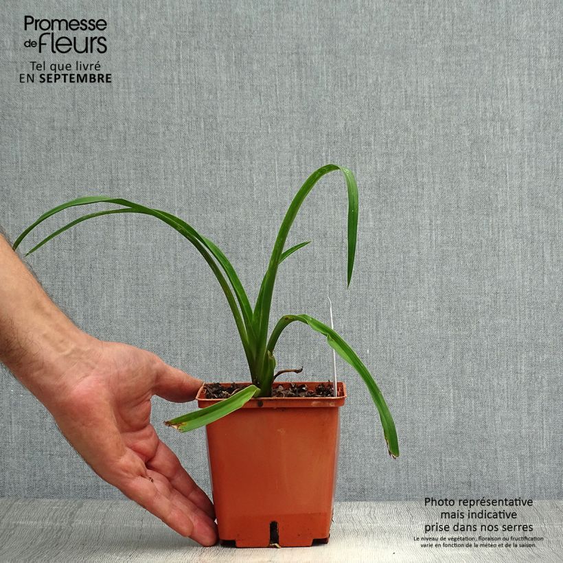 Exemplar von Hemerocallis Barbara Mitchell - Taglilie Topf mit 1L/1,5L wie im Herbst geliefert