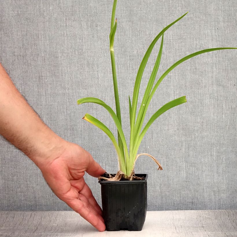 Exemplar von Hemerocallis By Myself - Taglilie Kleine Töpfe von 8/9 cm wie im Sommer geliefert