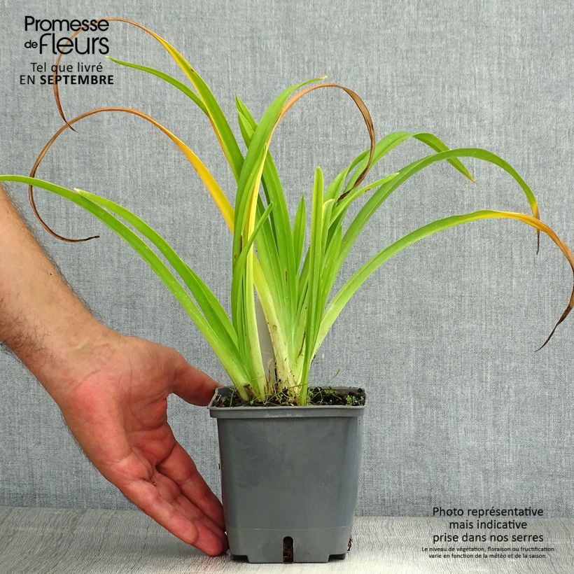 Exemplar von Hemerocallis Calico Jack - Taglilie Topf mit 1L/1,5L wie im Sommer geliefert