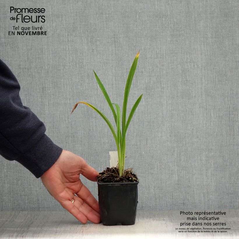 Exemplar von Hemerocallis Canadian Border Patrol - Taglilie Kleine Töpfe von 8/9 cm wie im Herbst geliefert