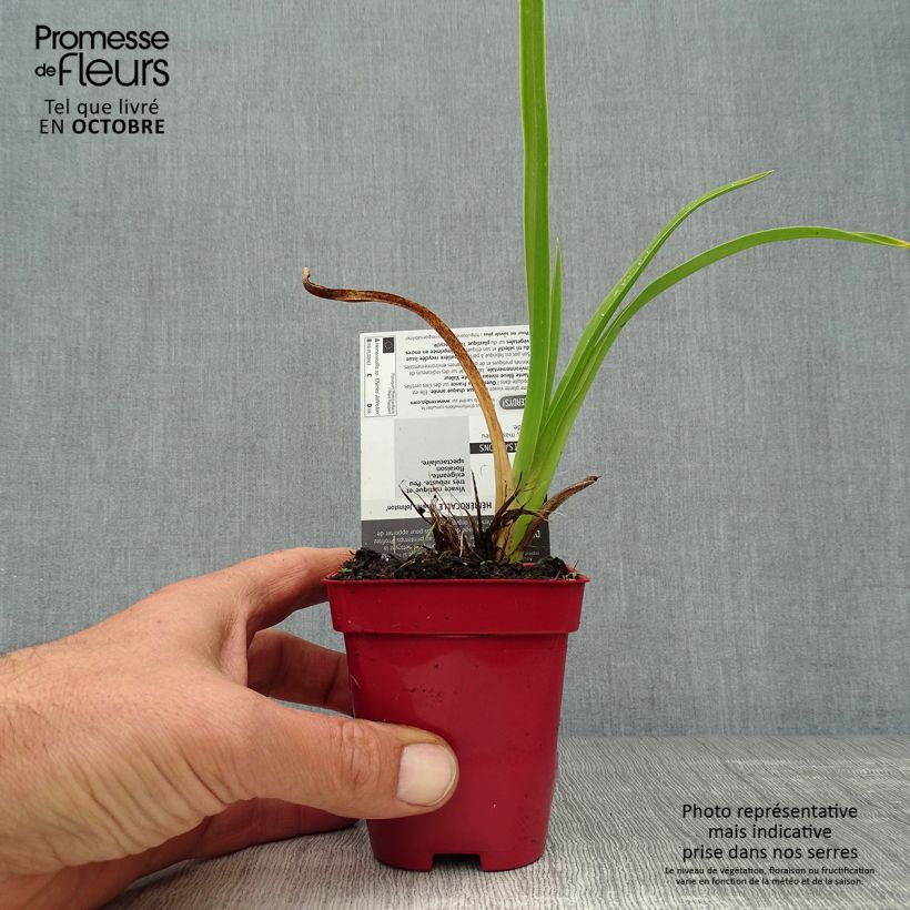 Exemplar von Hemerocallis Charles Johnson - Taglilie Kleine Töpfe von 8/9 cm wie im Herbst geliefert