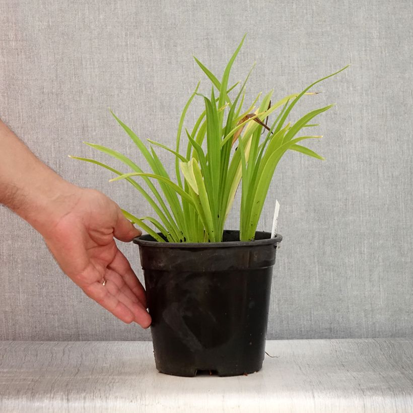 Exemplar von Hemerocallis Chicago Sunrise - Taglilie Topf mit 2L/3L wie im Sommer geliefert