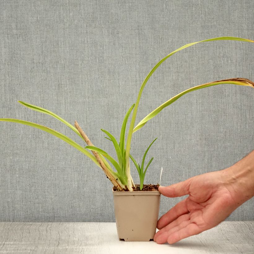 Exemplar von Hemerocallis Chocolate Candy - Taglilie Kleine Töpfe von 8/9 cm wie im Sommer geliefert