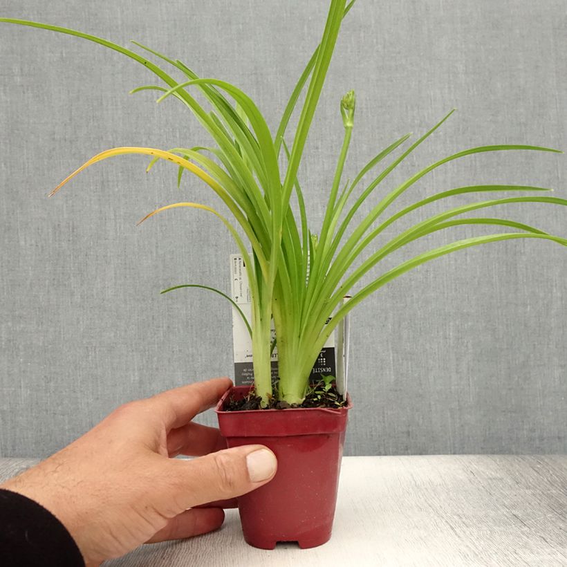 Exemplar von Hemerocallis Chosen Love - Taglilie Kleine Töpfe von 8/9 cm wie im Sommer geliefert