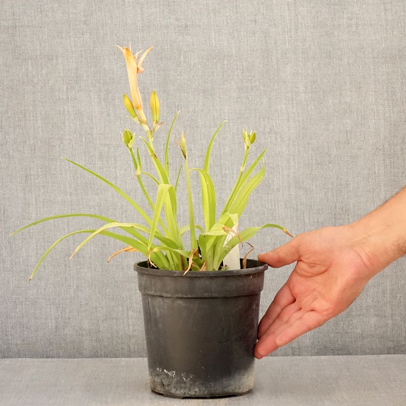 Exemplar von Hemerocallis Double Dream - Taglilie Topf mit 2L/3L wie im Sommer geliefert