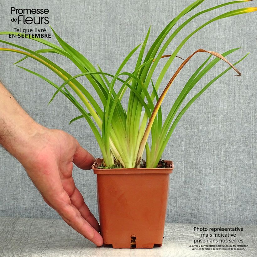 Exemplar von Hemerocallis Dream Legacy - Taglilie Topf mit 1L/1,5L wie im Sommer geliefert
