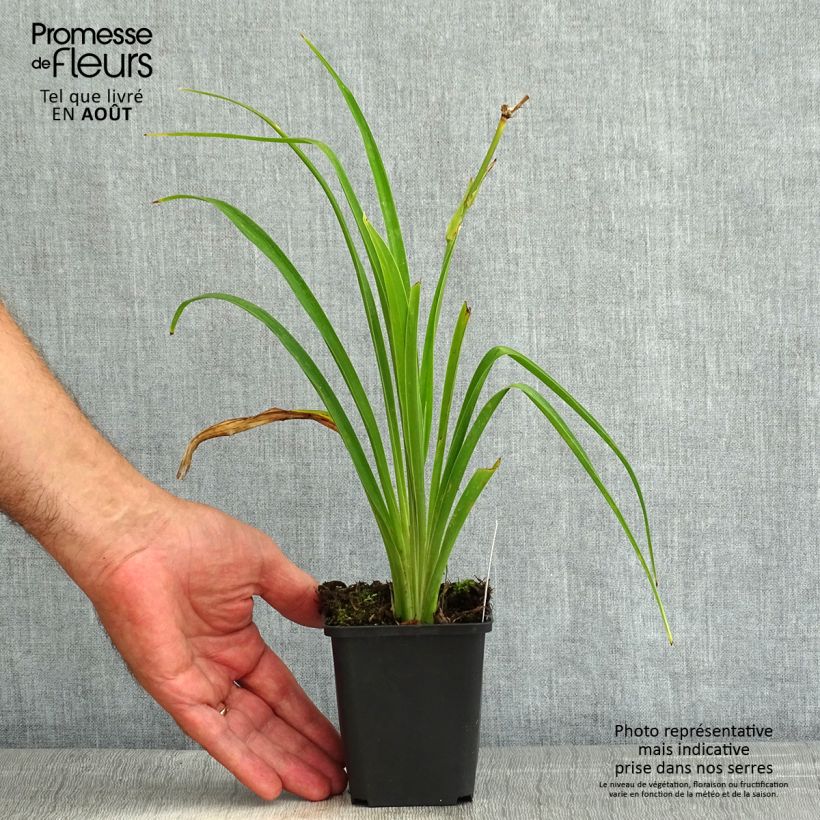 Exemplar von Hemerocallis Ed Murray - Taglilie Kleine Töpfe von 8/9 cm wie im Sommer geliefert