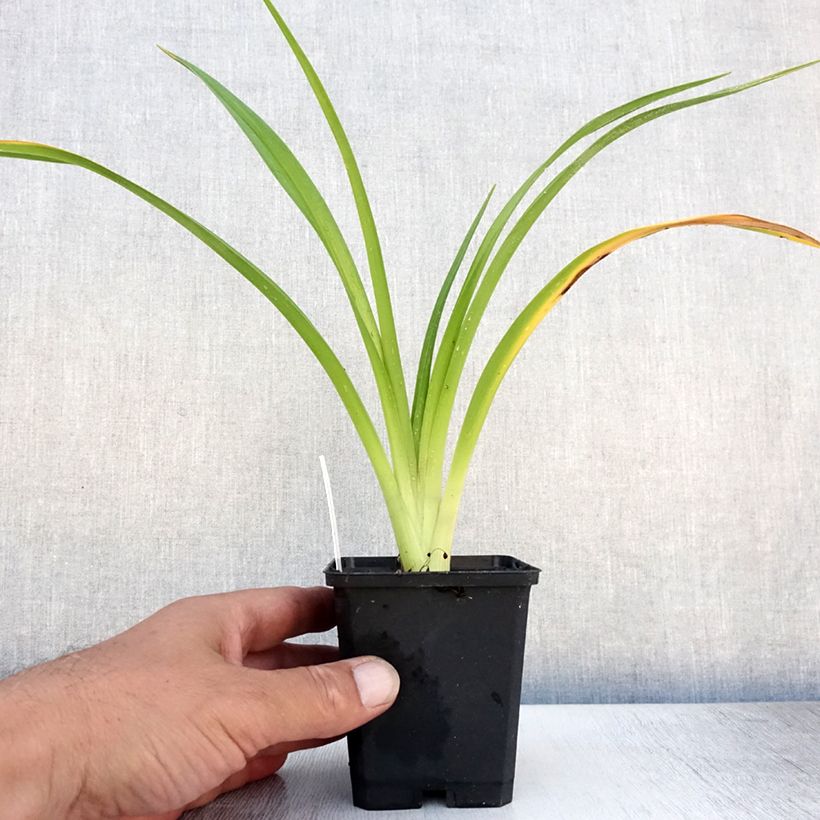 Exemplar von Hemerocallis El Desperado - Taglilie Kleine Töpfe von 8/9 cm wie im Sommer geliefert