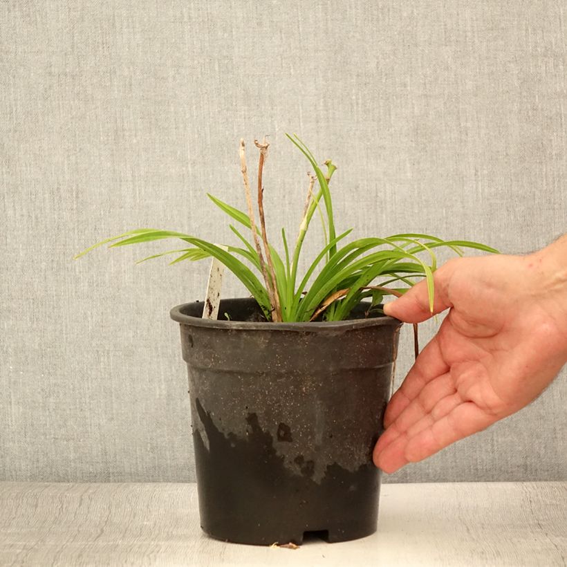 Exemplar von Hemerocallis Everydaylily Bronze - Taglilie Topf mit 2L/3L wie im Sommer geliefert