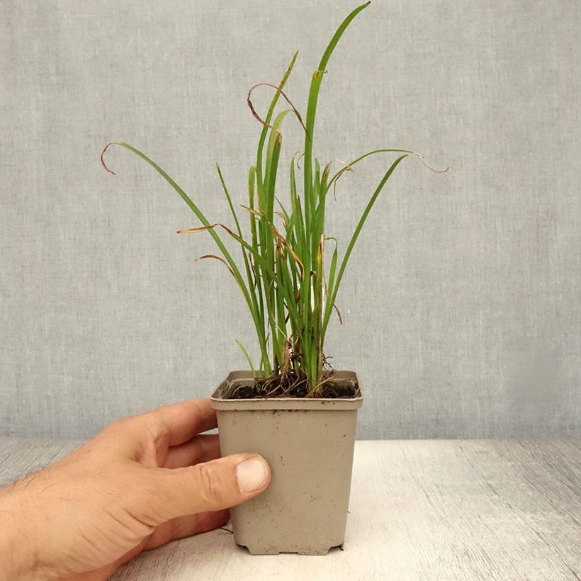 Exemplar von Hemerocallis Everydaylily Red Ribs - Taglilie Kleine Töpfe von 8/9 cm wie im Sommer geliefert