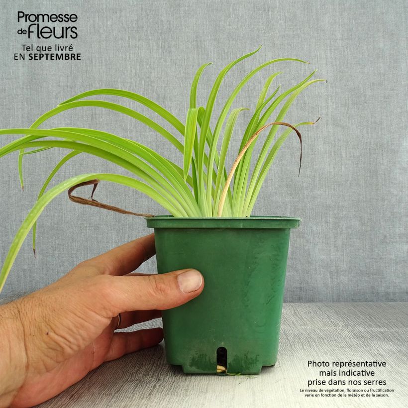 Exemplar von Hemerocallis Eyed Beauty - Taglilie Topf mit 1L/1,5L wie im Sommer geliefert