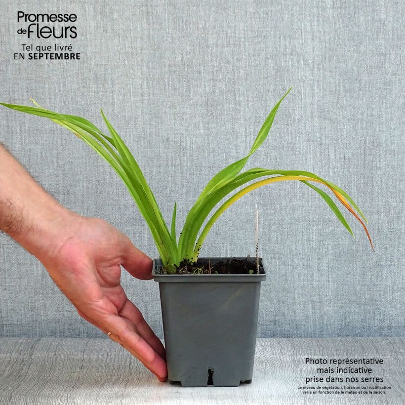 Exemplar von Hemerocallis Flight of The Dragon - Taglilie Topf mit 1L/1,5L wie im Sommer geliefert