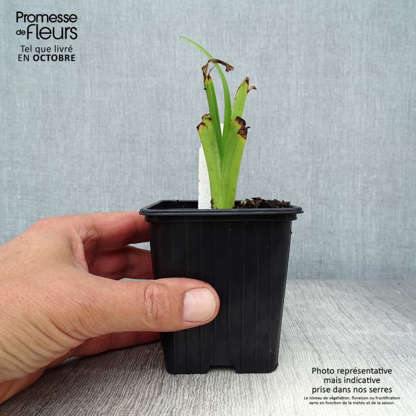 Exemplar von Hemerocallis fulva Flore Pleno - Taglilie Kleine Töpfe von 8/9 cm wie im Herbst geliefert