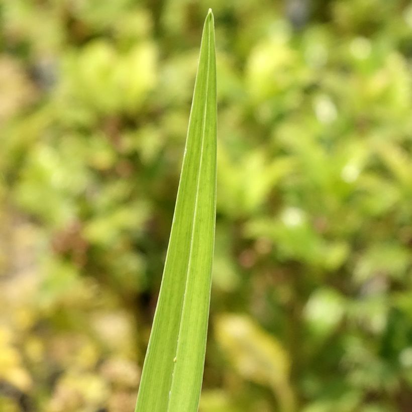 Hemerocallis fulva Flore Pleno - Taglilie (Laub)