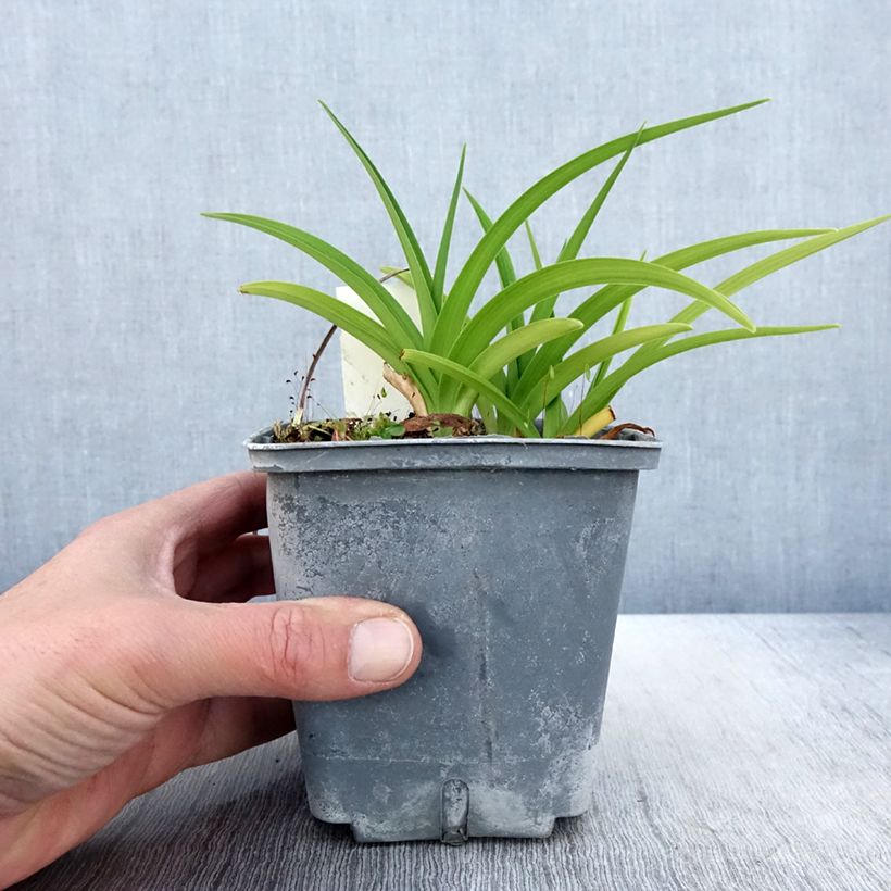 Exemplar von Hemerocallis Graces of Ganymede - Taglilie Topf mit 1L/1,5L wie im Frühjahr geliefert