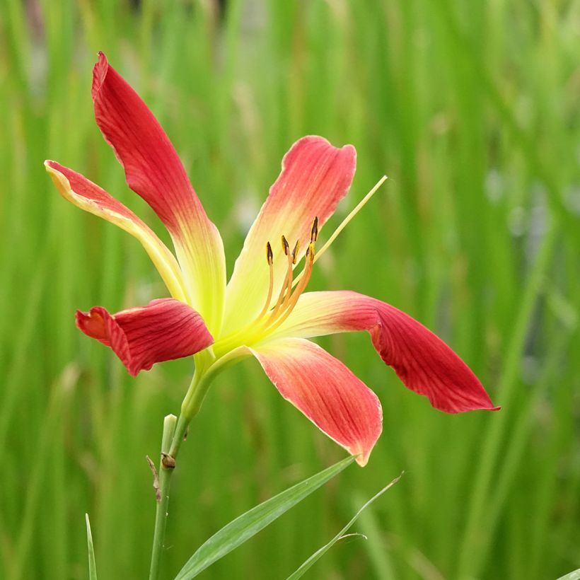 Hemerocallis Hot Wheels - Taglilie (Blüte)